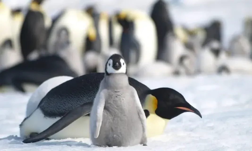 Red Alert in Antarctica: A multiscale examination of alarming changes in climate dynamics