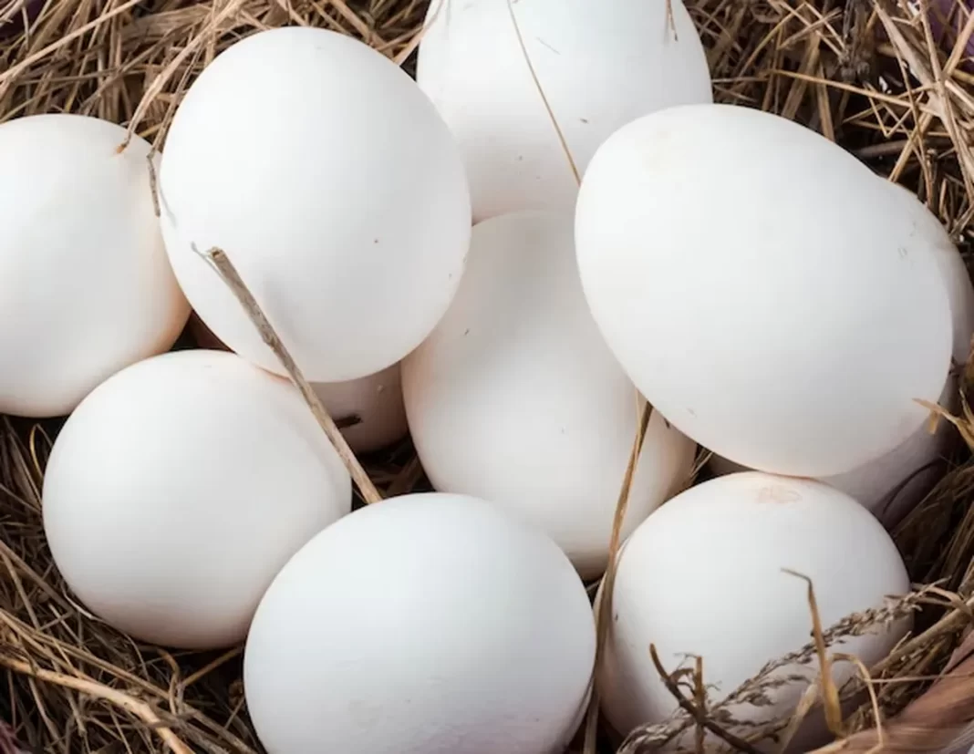 Unlocking the Nutritional Goldmine: The Benefits of Organic Eggs