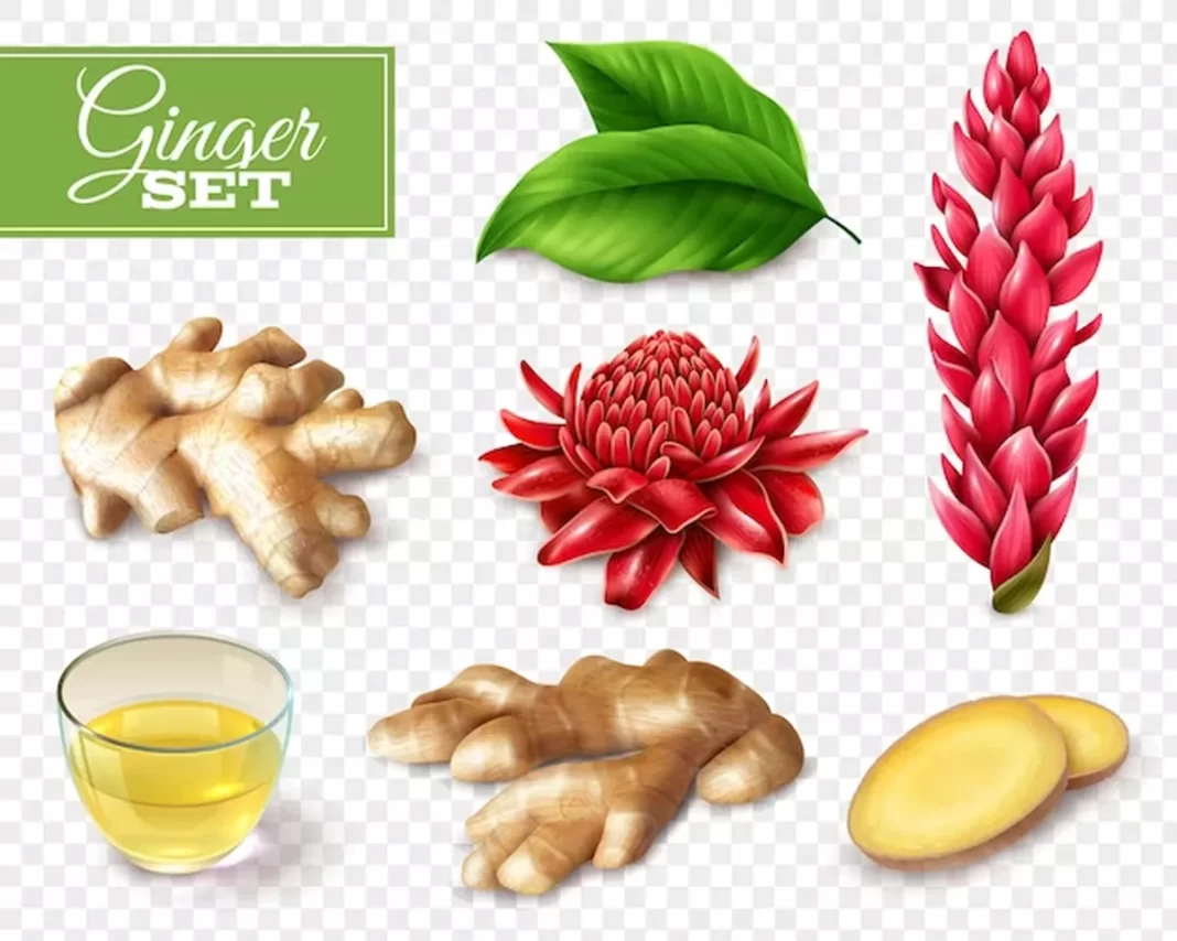 The Power of Ginger: From Nutrition to Medicinal Wonders