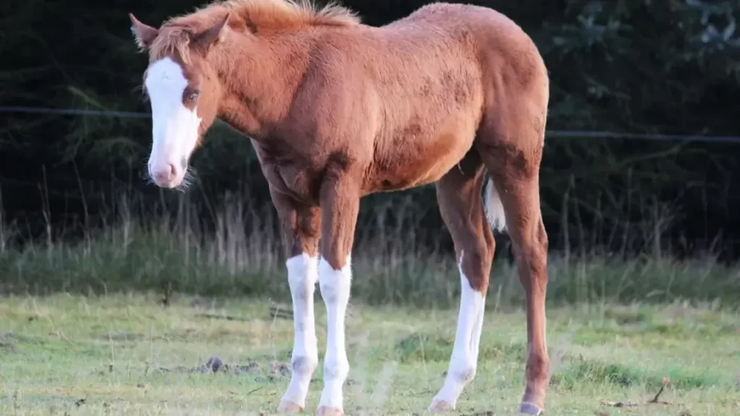 The Mystery of Horses Sleeping Standing Up
