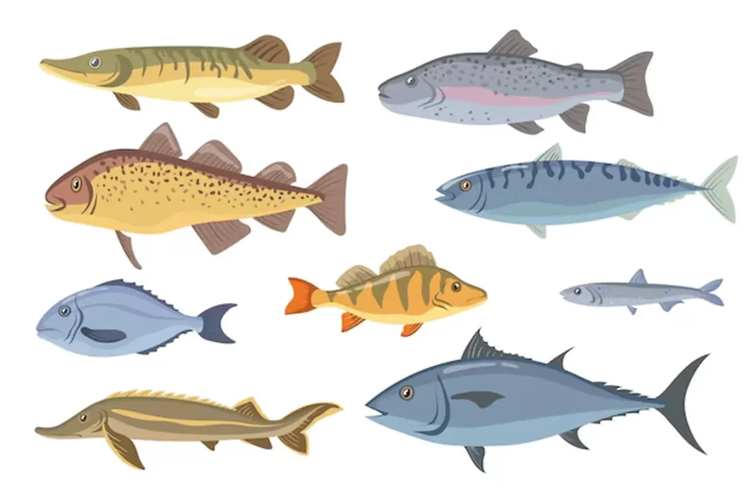 Small Fish and the Secret to Longevity