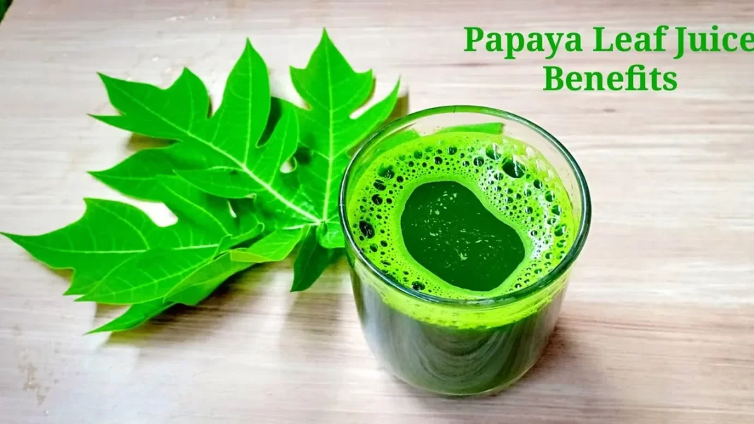 The Health Benefits of Drinking Papaya Leaf Water Three Times a Week